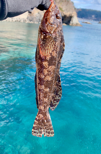 クジメの釣果