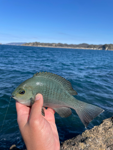 グレの釣果