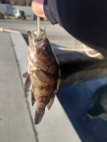 ウスメバルの釣果