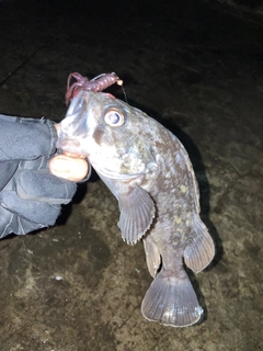 クロソイの釣果