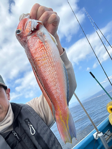 シロアマダイの釣果