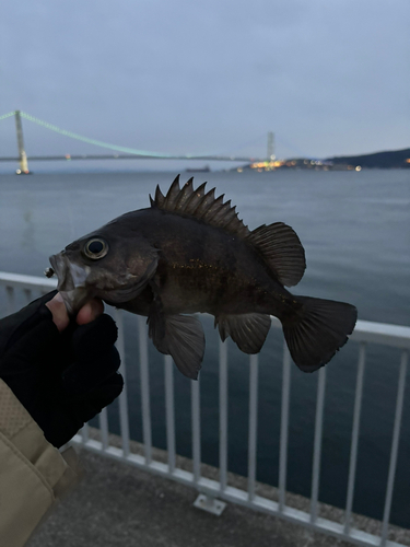 クロメバルの釣果