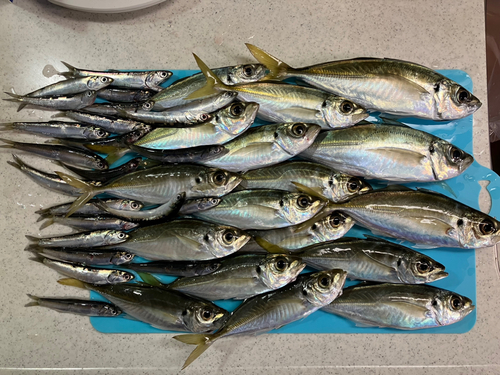 アジの釣果