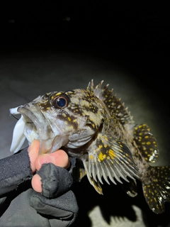 オウゴンムラソイの釣果