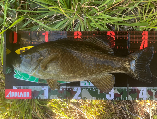 スモールマウスバスの釣果