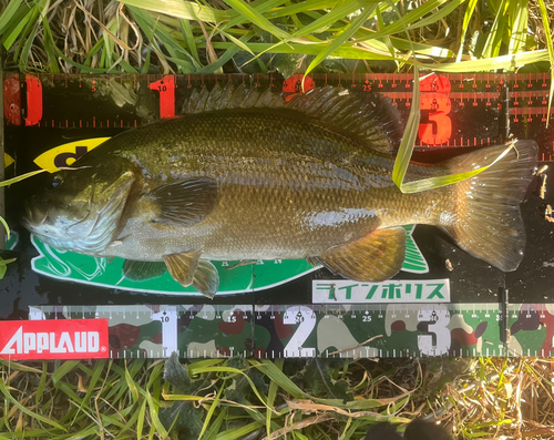 スモールマウスバスの釣果