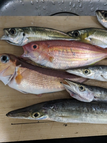 アカアマダイの釣果