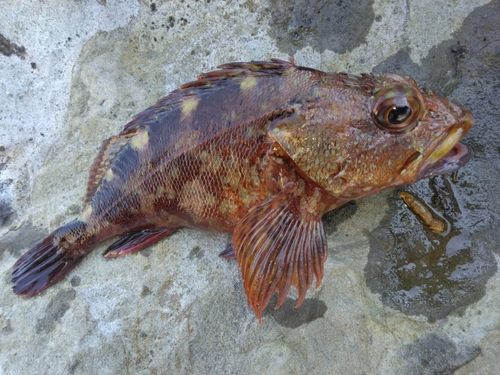 カサゴの釣果