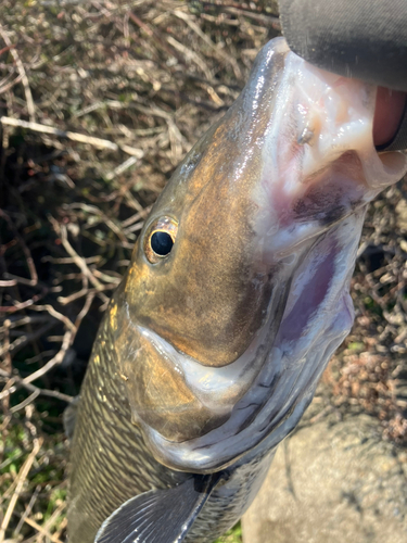 ニゴイの釣果