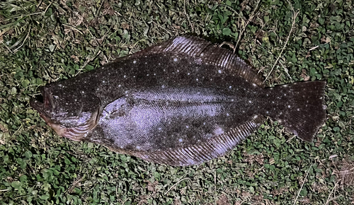 ヒラメの釣果