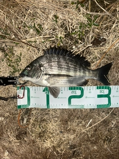 チヌの釣果