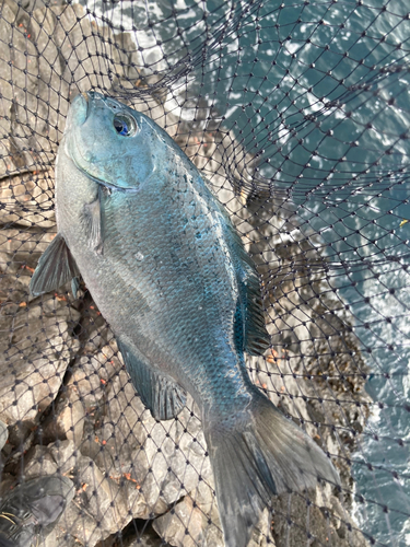 メジナの釣果