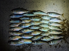 アジの釣果