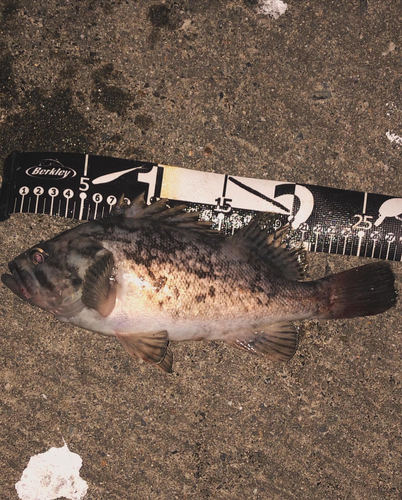 クロソイの釣果