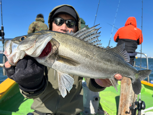 スズキの釣果