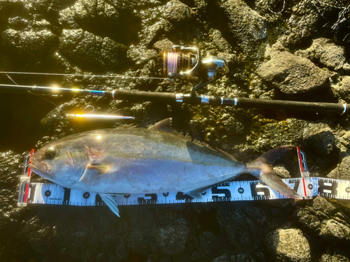 カンパチの釣果