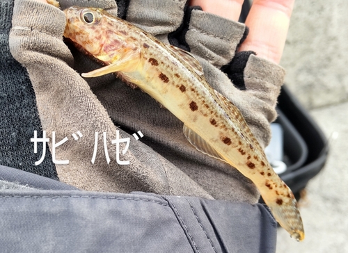 サビハゼの釣果