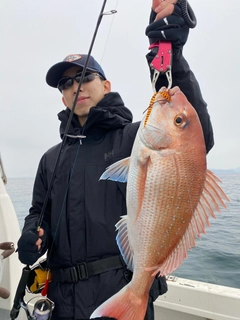 マダイの釣果