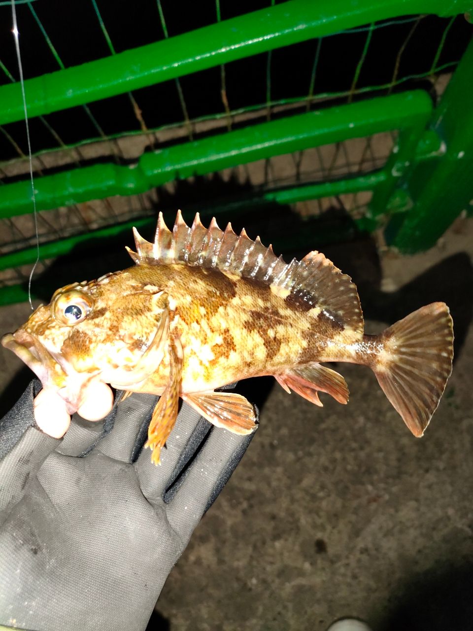 メバル