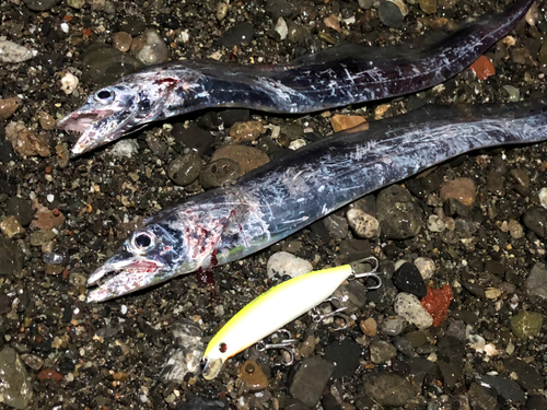 タチウオの釣果