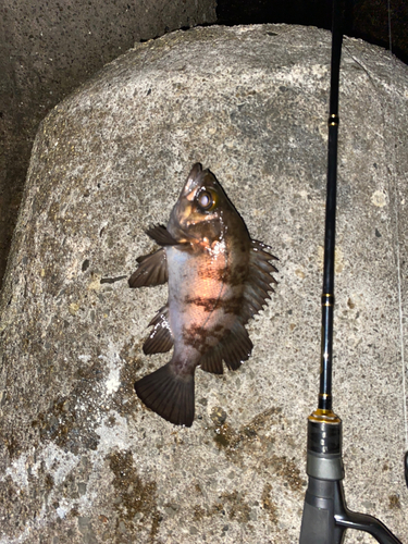 シロメバルの釣果