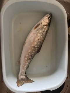 アメマスの釣果