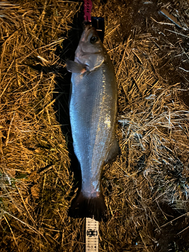 ヒラスズキの釣果