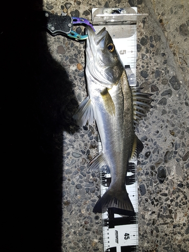 シーバスの釣果