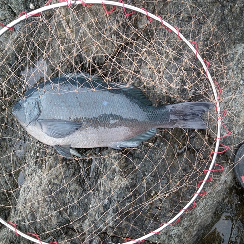 クチブトグレの釣果