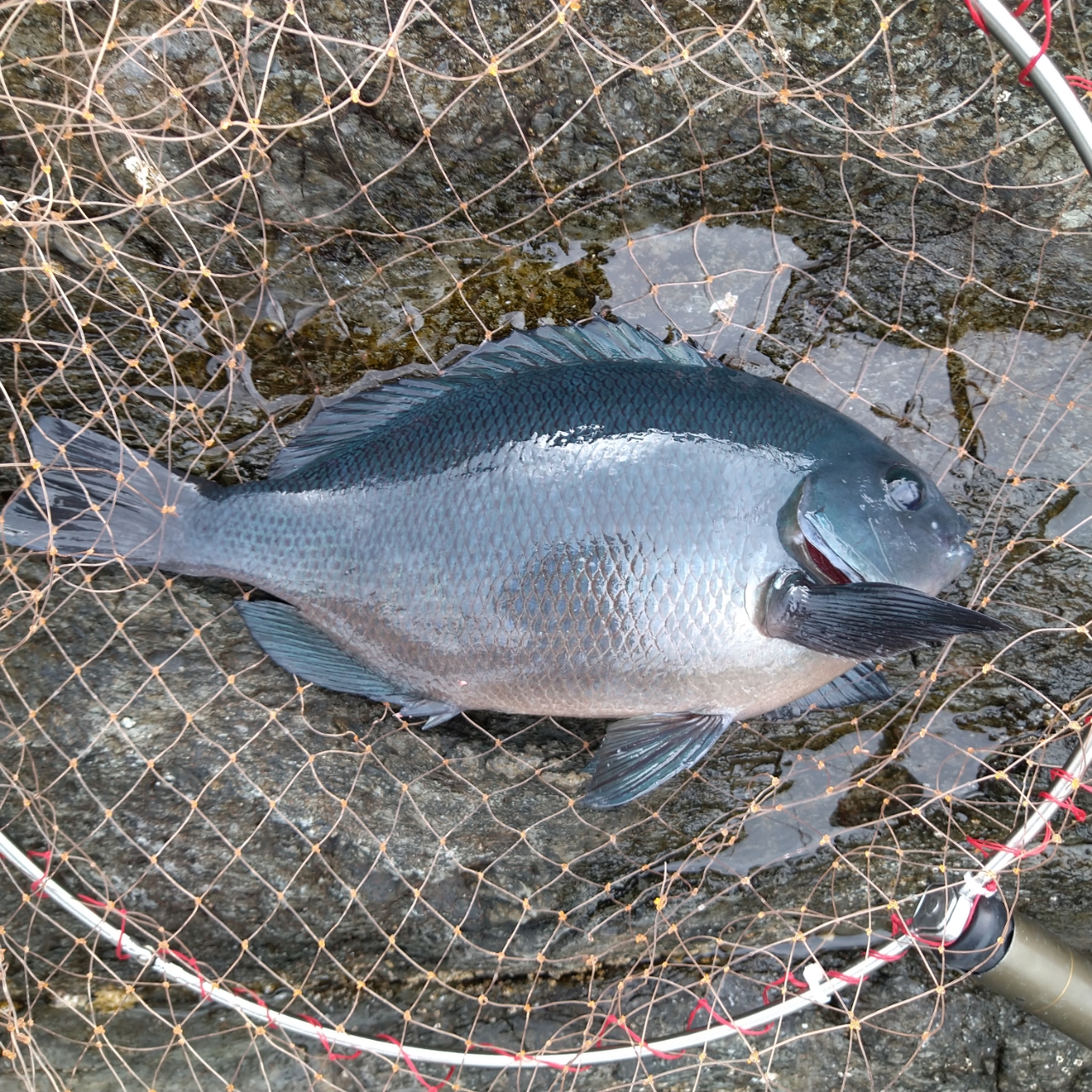 クチブトグレ