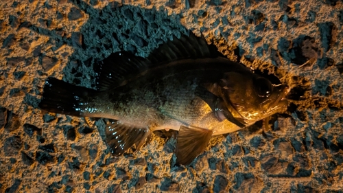 クロメバルの釣果