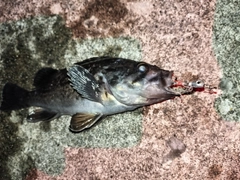 クロソイの釣果