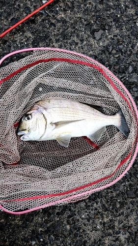 ヘダイの釣果