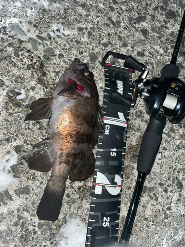 シロメバルの釣果