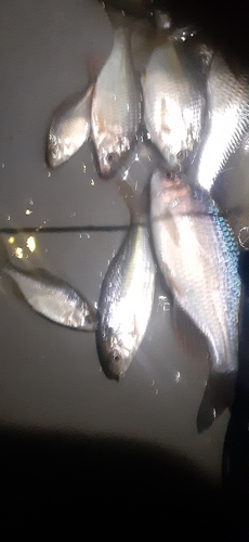 タナゴの釣果