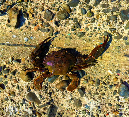 ワタリガニの釣果