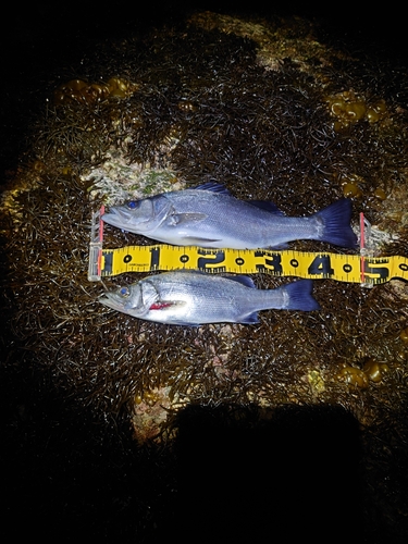 セイゴ（ヒラスズキ）の釣果