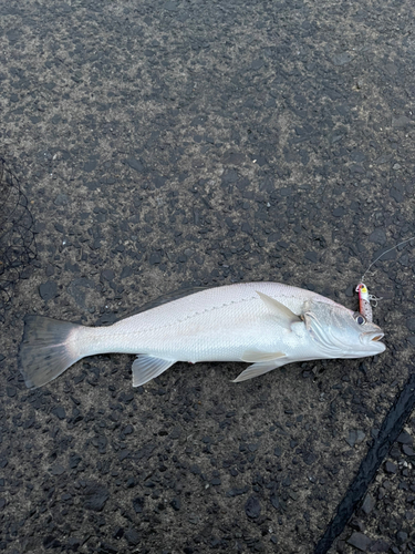 オオニベの釣果