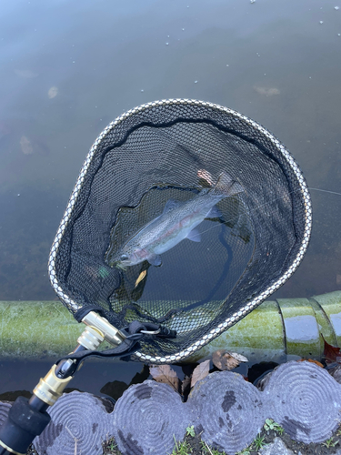 トラウトの釣果