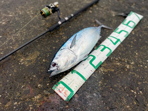 ヒラソウダの釣果