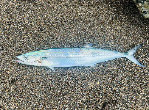 サゴシの釣果