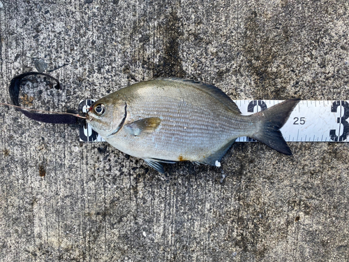 イスズミの釣果