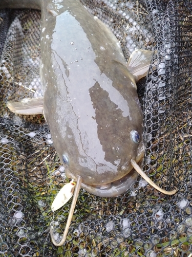 マナマズの釣果