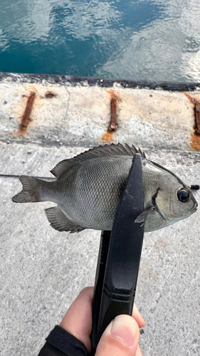 メジナの釣果