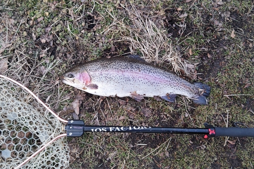 ニジマスの釣果