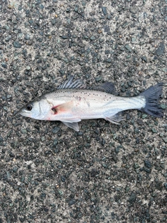 セイゴ（マルスズキ）の釣果