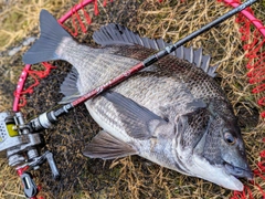 チヌの釣果