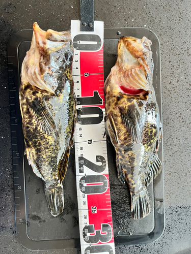 タケノコメバルの釣果