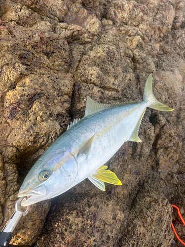 ヒラマサの釣果