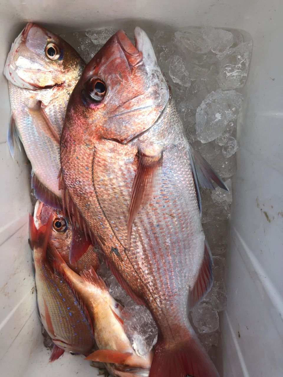 へなちょこ　釣り師さんの釣果 2枚目の画像